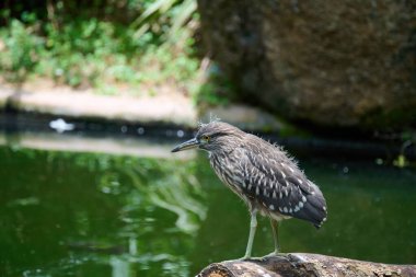 Hong Kong, Kowloon Park 'ta siyah taçlı bir balıkçıl.