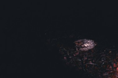 Karanlıkta zavallı bir doğu kırbacının güzel bir görüntüsü.