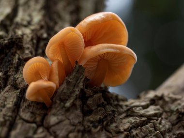 Yaşlı Enoki mantarlarından oluşan bir grup (Flammulina velutipes)