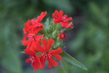 Çiçek açan kırmızı lychnis çiçeklerinin yakın plan çekimi.