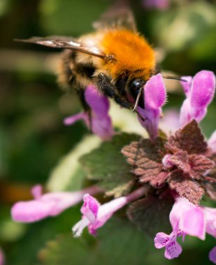 Çiçekten nektar yudumlayan arıların yakın plan çekimi.