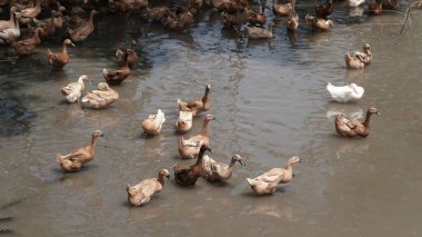 Sığ bir nehirdeki kahverengi ördek ve kaz sürüsünün yüksek açılı görüntüsü.