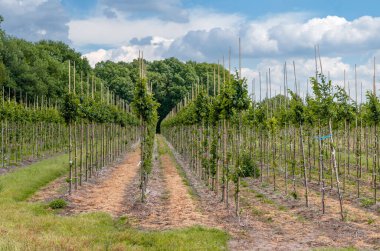 Wedel Almanya 'daki ağaç ekimi