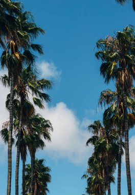 Palmiye ağaçlarının arasında mavi bir gökyüzü