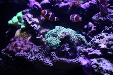 Bir akvaryumda iki Ocellaris Palyaço Balığı 'nın yakın çekimi.