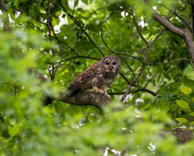 Ormandaki bir dala tünemiş bir baykuş