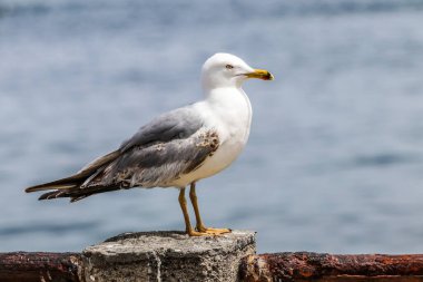 Güzel bir sarı bacaklı martı fotoğrafı.