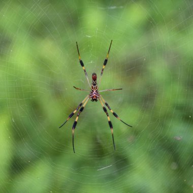 Bulanık arka planda bir bodrum örümceğinin yakın çekimi.