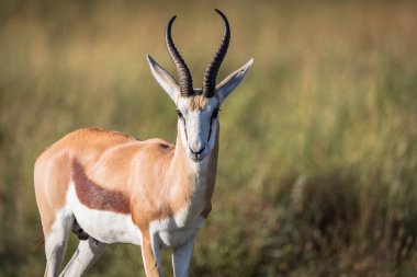 Pilansberg Doğa Koruma Alanı 'nda Springbok' un güzel bir sahnesi.