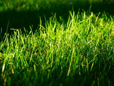 Yeşil bahçedeki çimlerin güzel bir fotoğrafı.