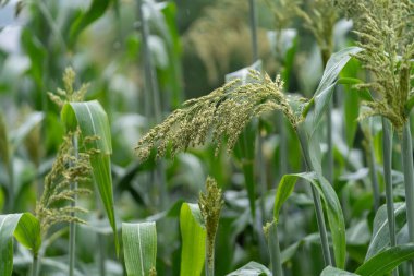 Bir tarlada taze yeşil bitkilerin yakın çekimi