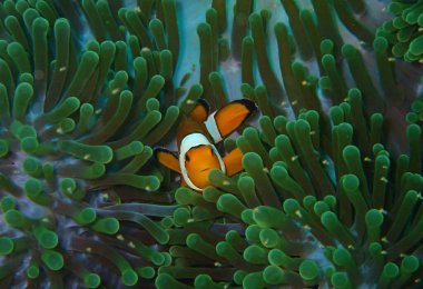 Bir palyaço Anemonfish, Amphiprion percula, deniz şakayıklarının dokunaçları arasında yüzüyor.