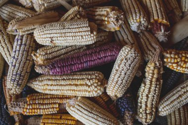 Farklı renkte kuru Meksika mısırı çok lezzetli görünüyor.