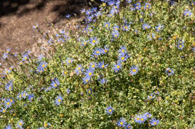 Bahçedeki mavi papatya çiçeklerinin seçici odağı