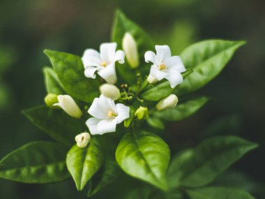 Murraya 'nın paniklediği çiçeklerin yakın plan çekimi.