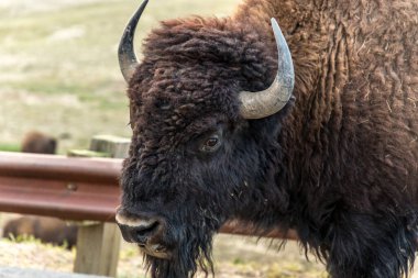 Bulanık arka planda bir Amerikan bizonunun yakın plan fotoğrafı.