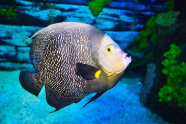 Akvaryumda parlak renklerle güzel egzotik balıklar