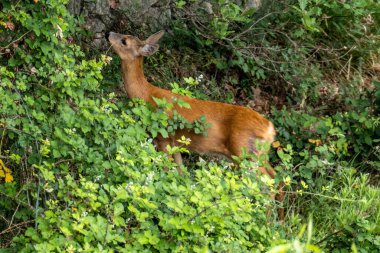 Yoğun bir ormanda alarm veren bir geyik.