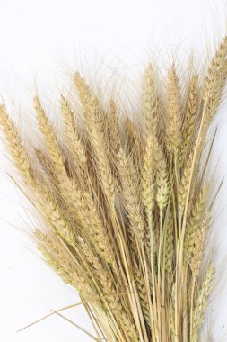 Beyaz zemin üzerinde bir buğday demeti dikey çekim.