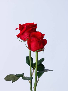 Beyaz arka planda izole edilmiş güzel kırmızı güllerin dikey çekimi.