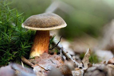 Ormanda yetişen yakutun (Hortiboletus Rubellus) yakın çekimi.