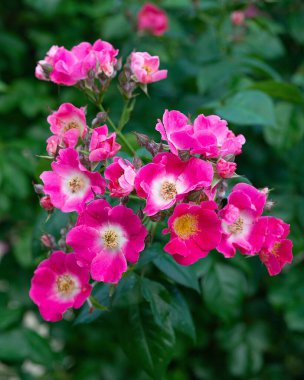 Parkta büyüyen 'Marjorie Fair' güllerinin yakın çekimi