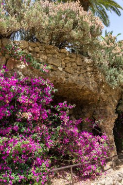 Barselona, İspanya 'daki Park Guell' in güzel ağaçları