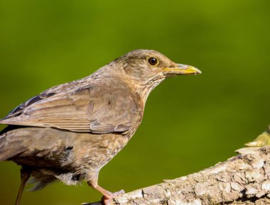 Yeşil arka planda yaygın bir karatavuğun (Turdus merula) yakın plan görüntüsü