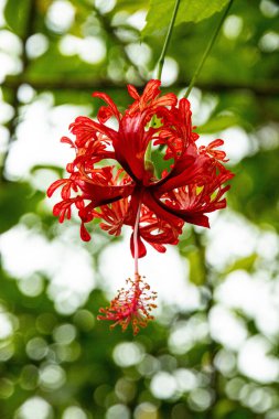 Güzel bir Hibiscus şizofreni iğnesi.