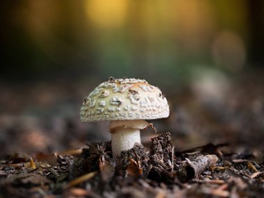 Kızartıcı bir mantara yakın çekim (Amanita rubescens)