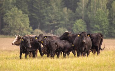 Ağaçların arkasındaki otlaktaki Aberdeen angus sığır sürüsünün manzarası