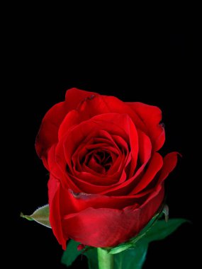 Siyah arka planda izole edilmiş güzel bir kırmızı gülün dikey çekimi.