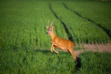 Yeşil tarlada koşup zıplayan sevimli bir Roe geyiği.