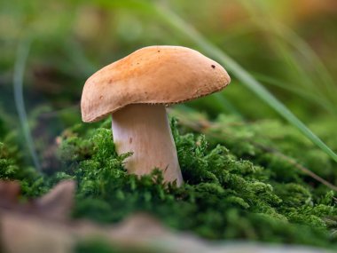 Bej renkli Russula cinsi mantara yakın plan.