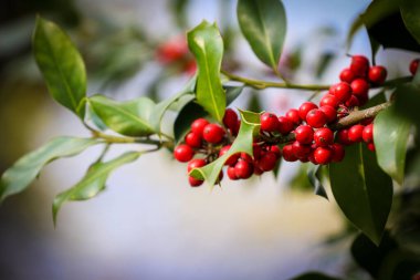 Bulanık arka planda yapraklarla çiçek açan Holly ağaç dalının yakın plan çekimi.
