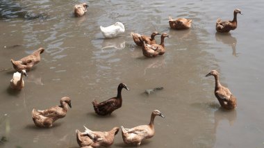 Sığ bir nehirdeki kahverengi ördek ve kaz sürüsünün yüksek açılı görüntüsü.