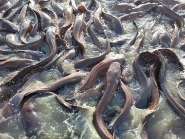 Bir sürü balık balık çiftliği. Tatlı su balık besleme gölet kaldırdı ve ticari pazarlara satılan
