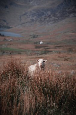 İrlanda, Snowdonia 'nın dağlık kesimlerinde uzun kuru çimlerin arkasında sevimli bir Beyaz Anketli koyunun dikey çekimi.