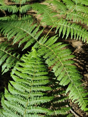 İspanya, La Palma Adası 'ndaki güzel ağaçların dikey görüntüsü.
