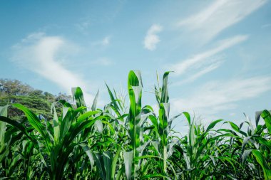 Güneşli bir tarlada büyüyen mısırın düşük açılı görüntüsü.