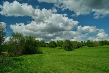 Parktaki yeşil ağaçların güzel bir görüntüsü aydınlık bir günde