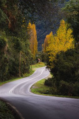 Renkli düşen ağaçların arasından geçen kıvrımlı bir yolun dikey görüntüsü ve arka planda bir orman.