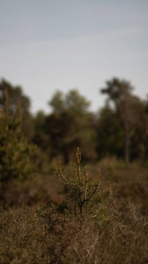 Küçük bir çam ağacının güzel bir görüntüsü.