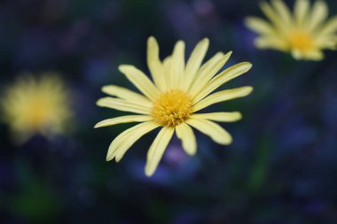 Bir tarlada çiçek açan sarı bir tinctoria çiçeğinin yakın plan çekimi.