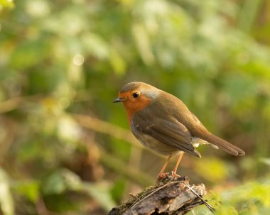 Avrupa ardıç kuşu (Erithacus rubecula) bir dala yakın çekim
