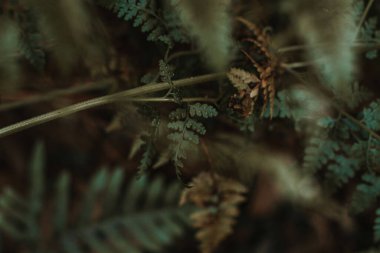 Eğreltiotu bitkilerinin seçici odağı