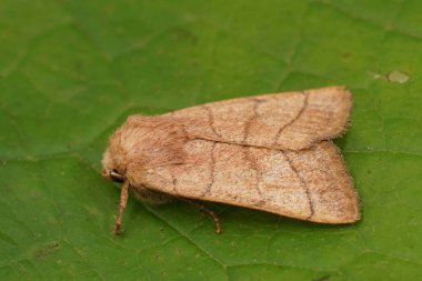 Bahçede yeşil bir yaprağın üzerinde oturan, Charanyca trigrammika güvesine yakın plan.