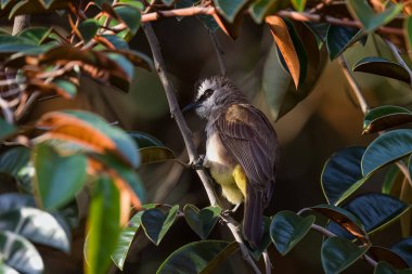 Bir ağacın yeşil dalına tünemiş sarı delikli bir bültene yakın çekim.