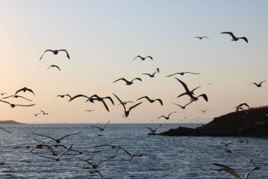 Denizin üzerinde uçan bir martı sürüsü.