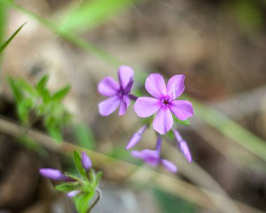 Bahçede seçici bir mor fok balığı fotoğrafı.